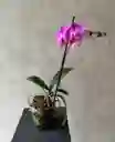 Planta De Orquidea Phalaenopsis