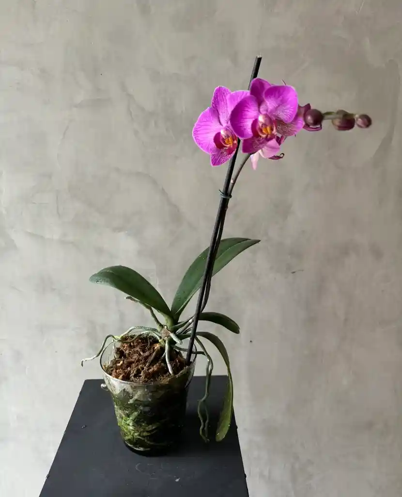 Planta De Orquidea Phalaenopsis