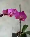 Planta De Orquidea Phalaenopsis