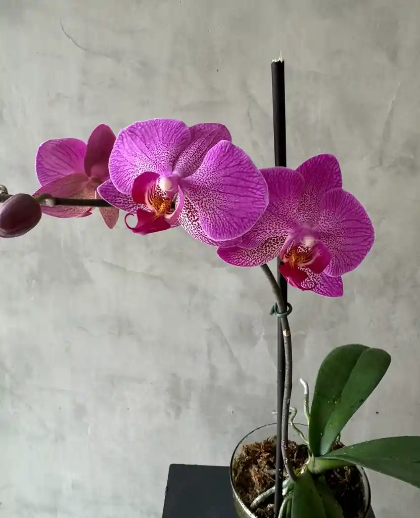 Planta De Orquidea Phalaenopsis