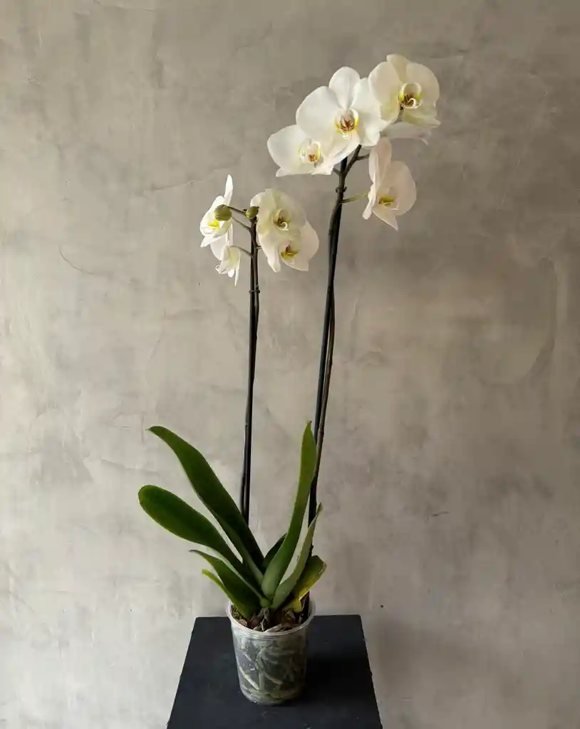 Orquidea Phalaenopsis 2 Varas Blanca