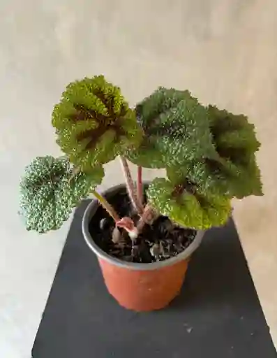 Begonia Menson