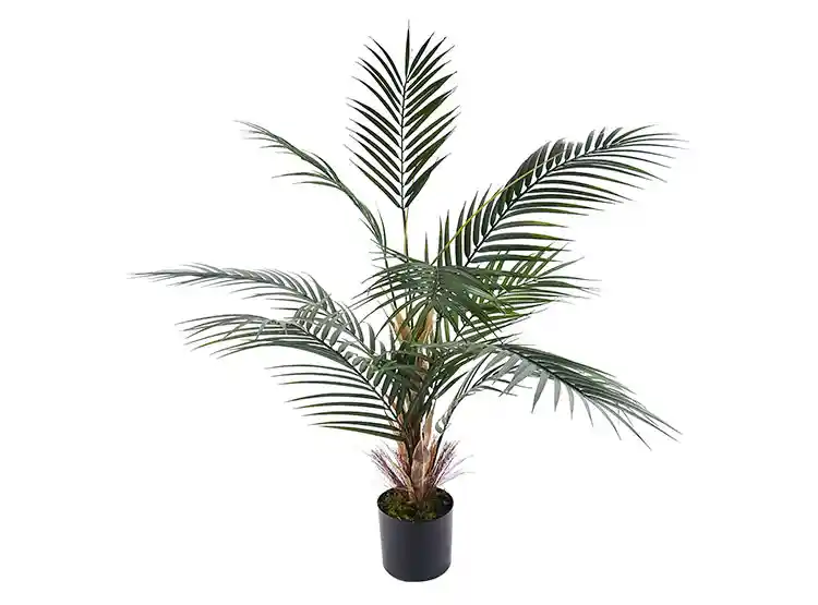 Palmera Ripley Home 75cm