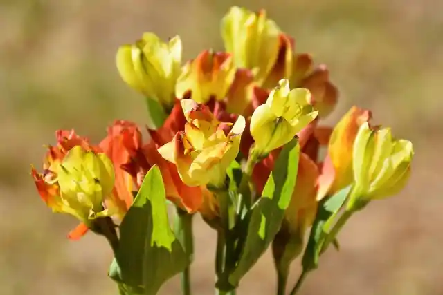 Hermoso Ramo De Charmelias Amarillas