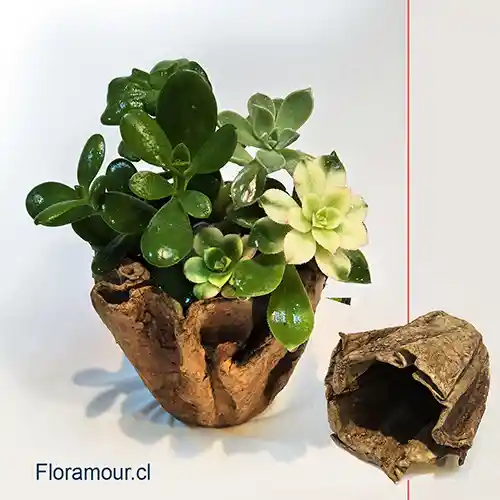 Maceta Ecoforma Con Suculentas