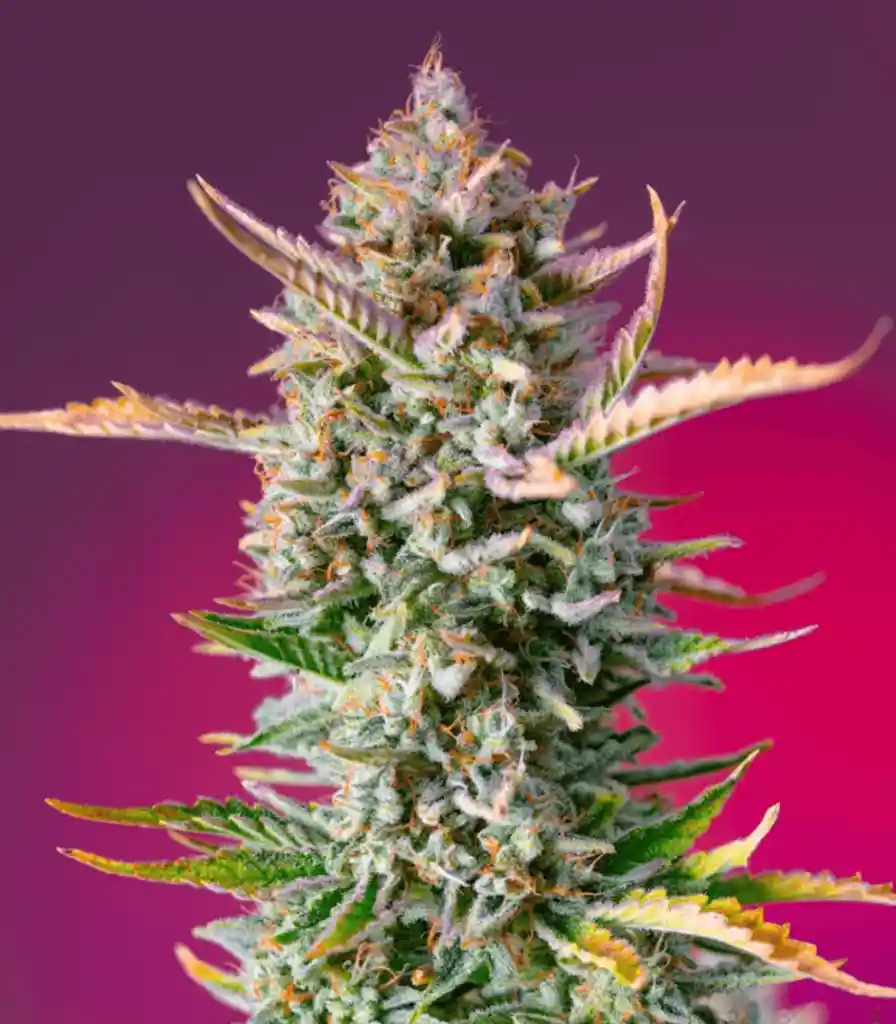 Gorilla Sherbet F1 Fem X3+1 Sweet Seeds