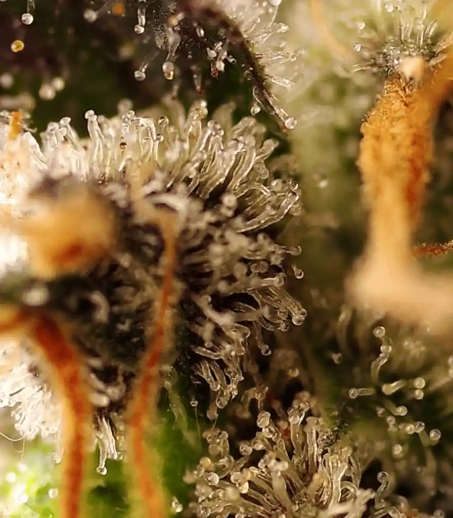 Gorilla Sherbet F1 Fem X3+1 Sweet Seeds