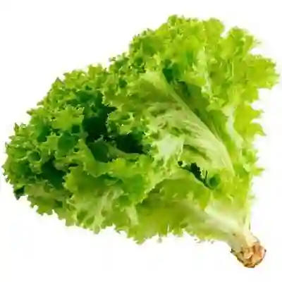 Lechuga Hidropónica Unidad