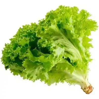 Lechuga Hidropónica Unidad