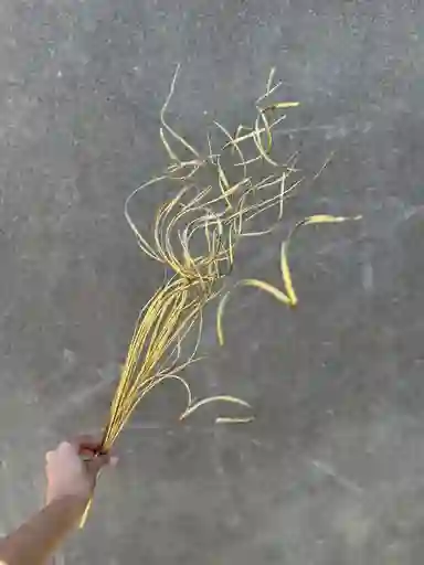 Espirales Dorados Secos