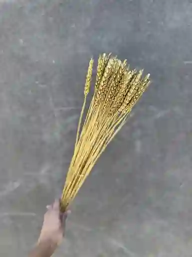 Trigo Dorado Seco