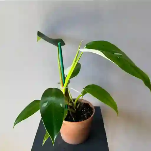 Filodndro White Princess