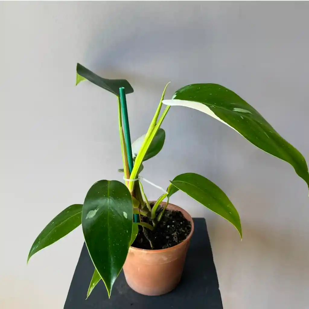 Filodndro White Princess