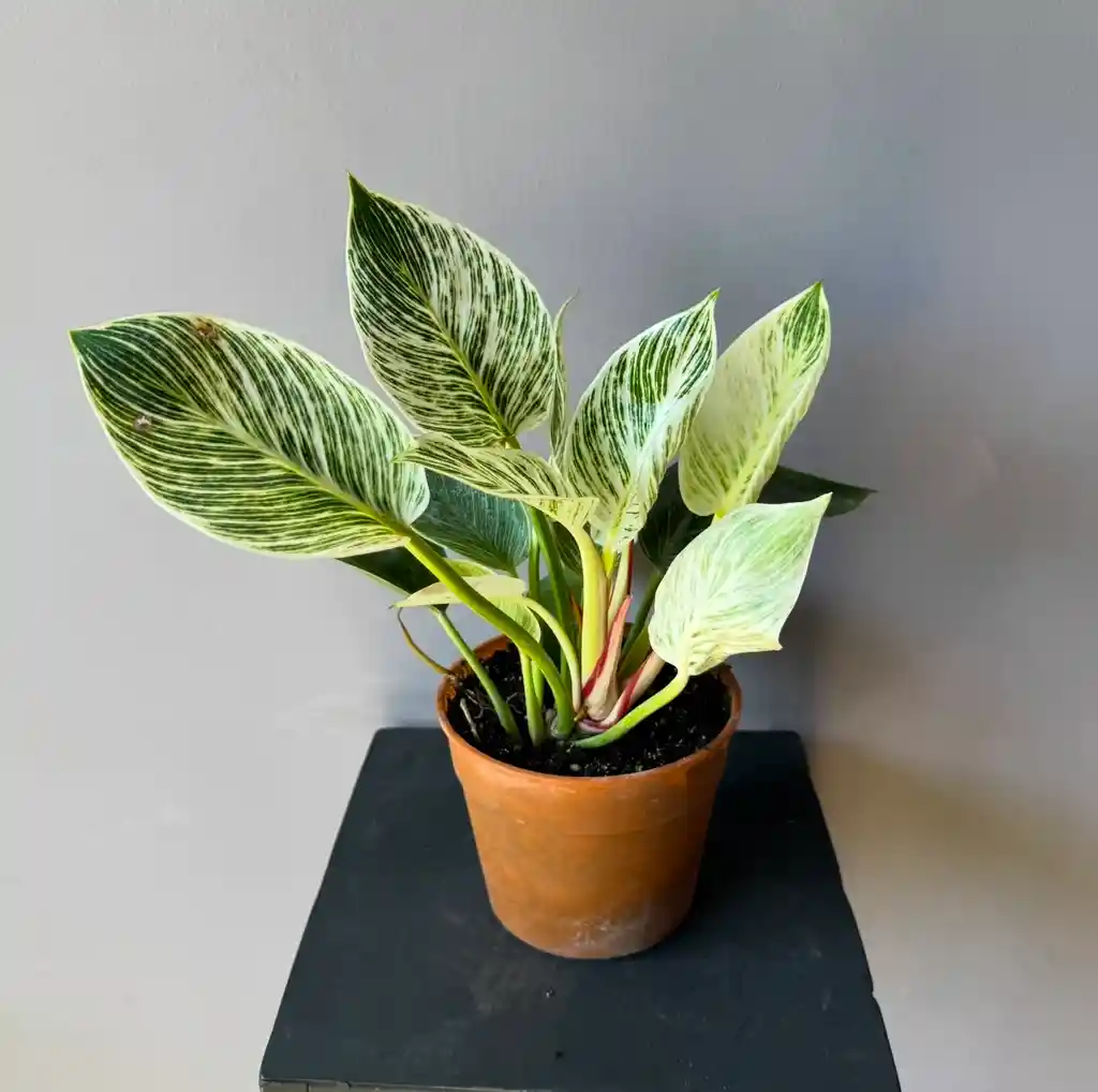 Filodendro Birkin 28 Cm