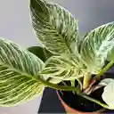 Filodendro Birkin 28 Cm