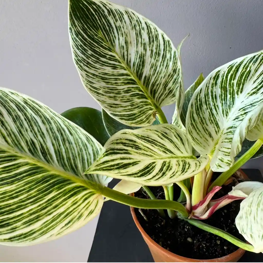 Filodendro Birkin 28 Cm