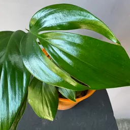 Filodendro Pinnathum 30 Cm