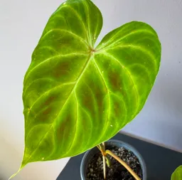 Filodendro Verde 37 Cm