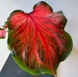 Caladium Rojo 30 Cm
