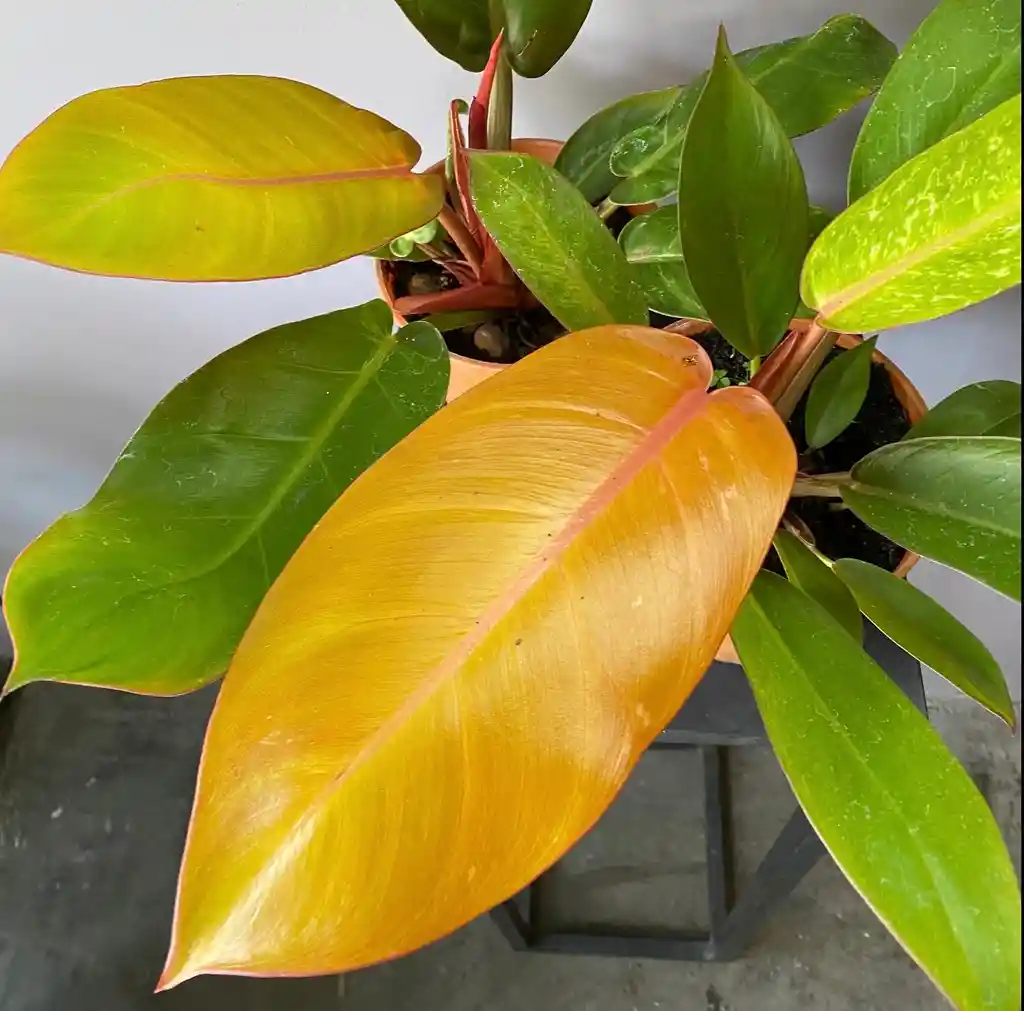 Filodendro Cherry Red