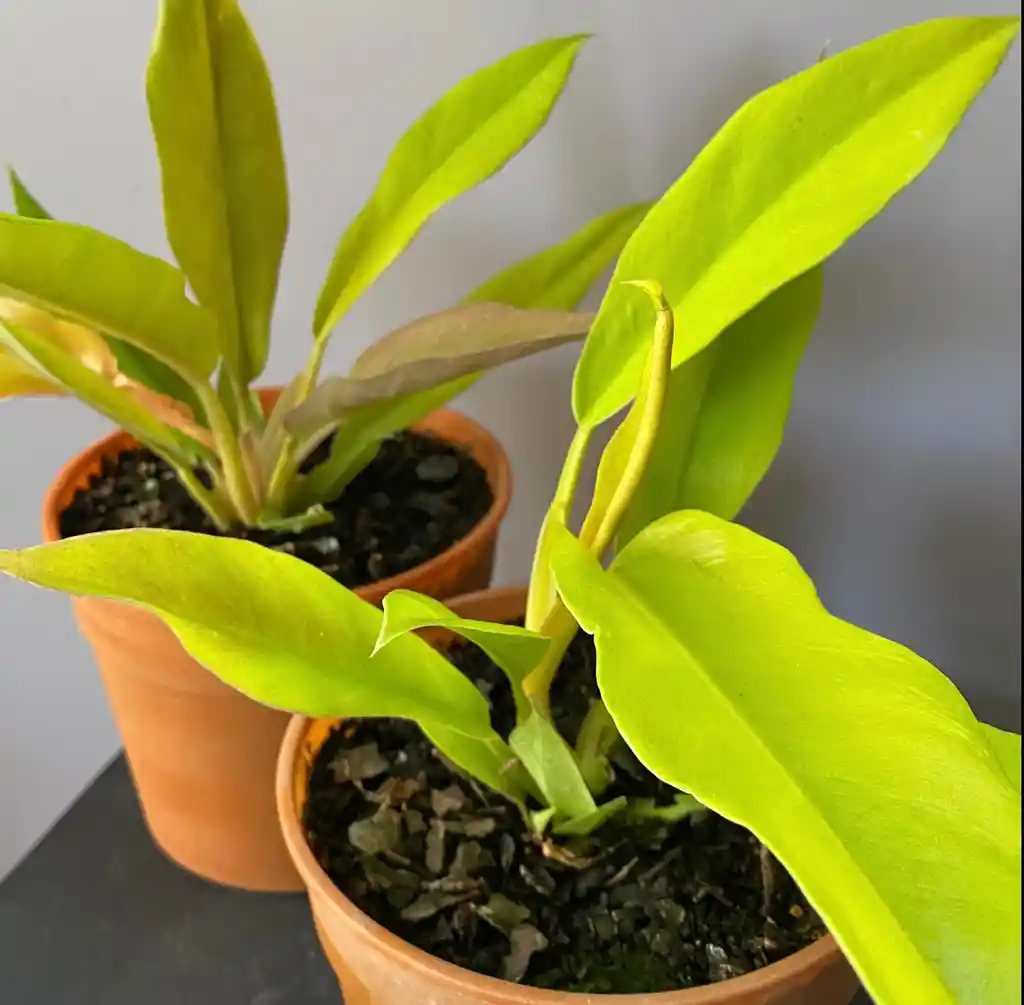 Filodendro Ring Of Fife