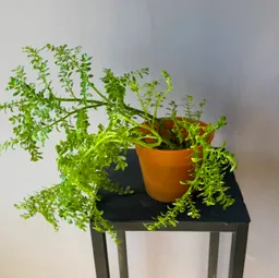 Helecho Adianthum