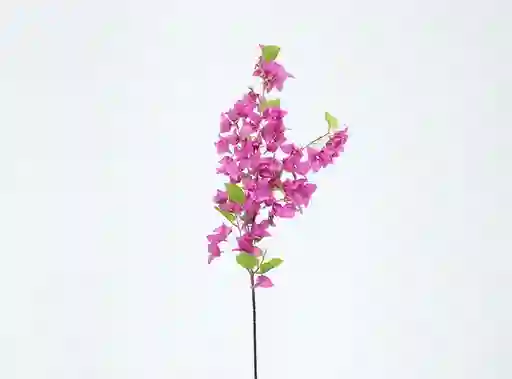 Granel Bougainvillea Fucsia 120cm