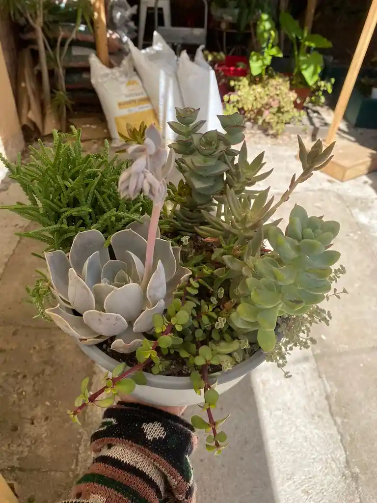 Arreglo Suculentas Grande En Maceta Plástica