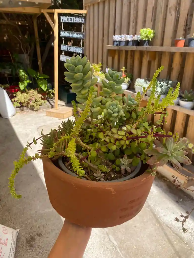 Arreglo Suculentas Mediano En Maceta De Greda