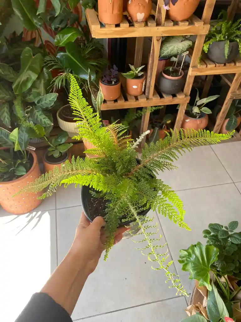Helecho Polystichum