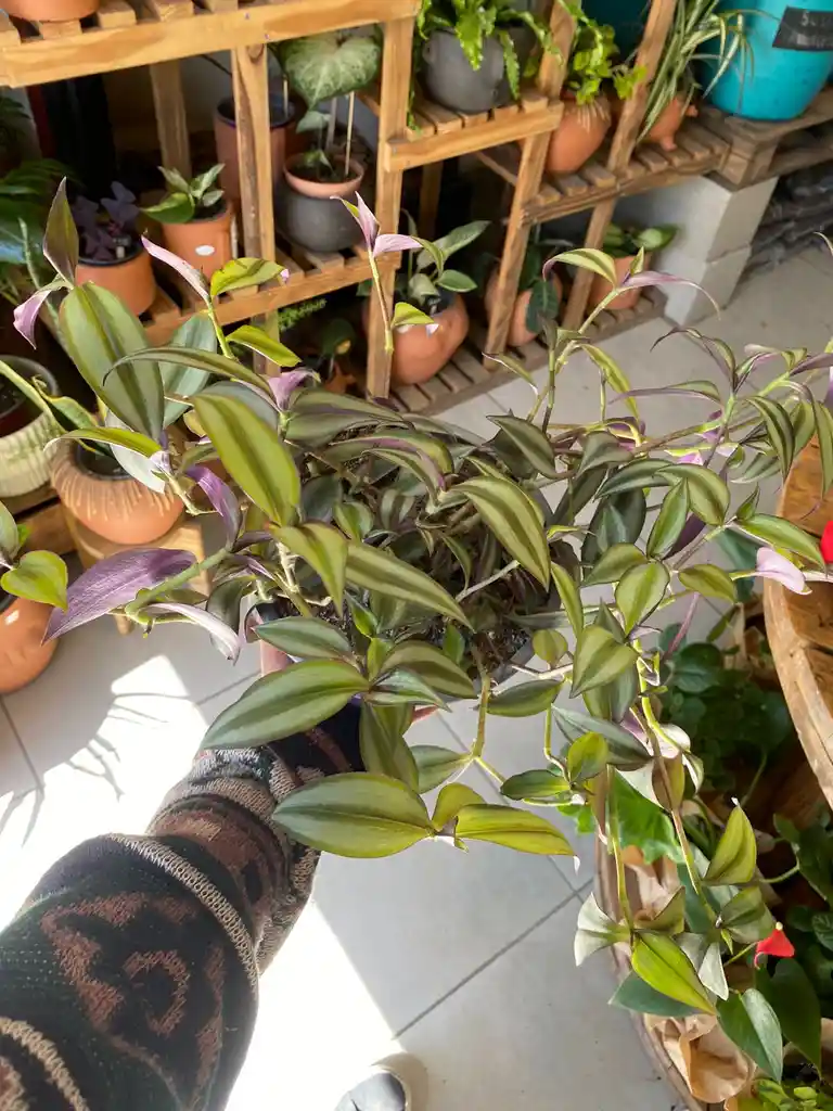 Tradescantia Zebrina