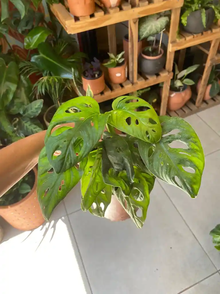 Monstera Adansonii Acuminata