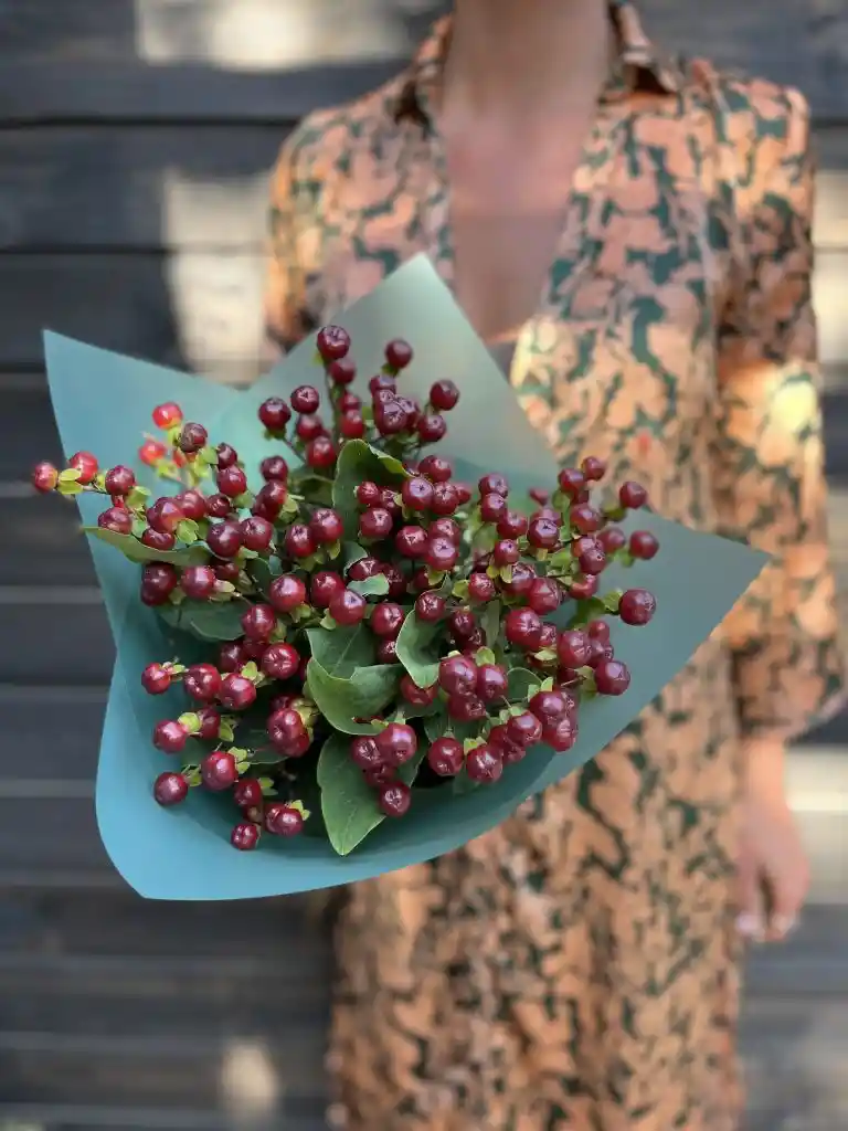 Hipericum Navideño (10 Varas)