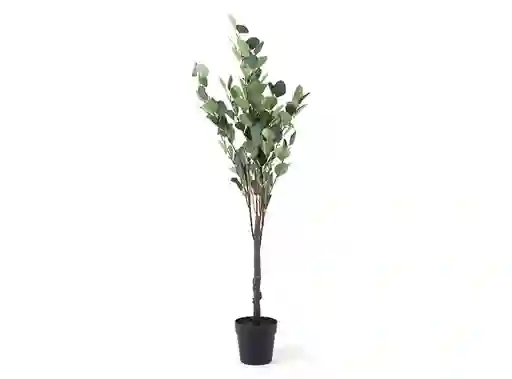 Planta Eucalipto 110cm
