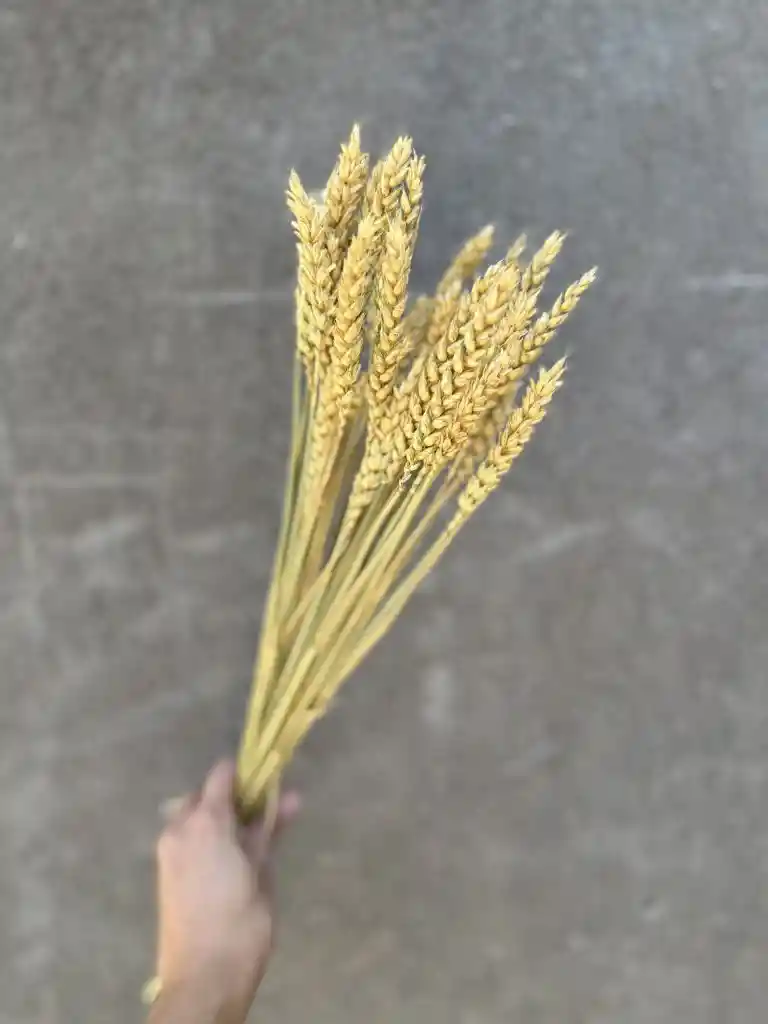 Trigo Cálido Seco