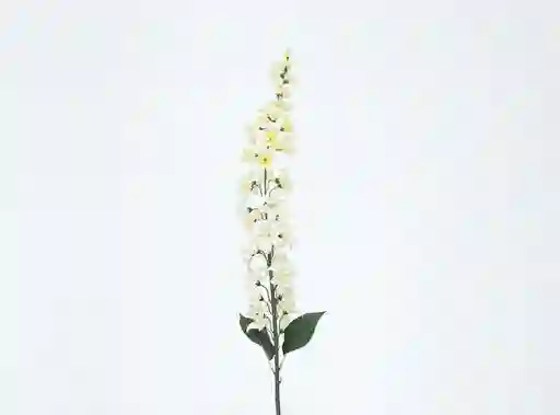 Granel Lilac Blanca 120cm