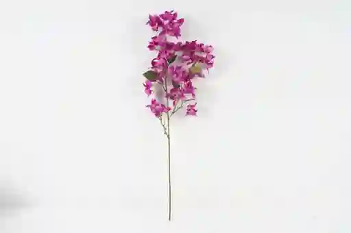 Buganvilia Fucsia