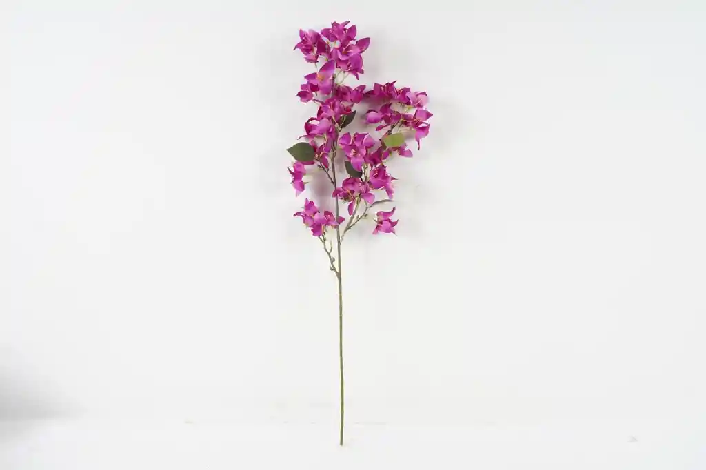 Buganvilia Fucsia