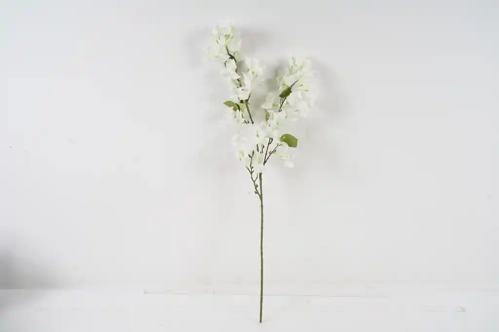 Buganvilia Blanca