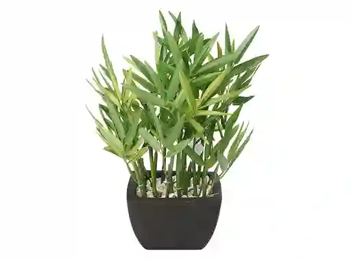 Planta Bambu Maceta Negra 36x36x35
