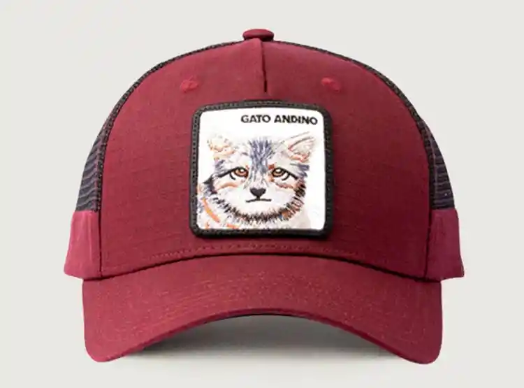 Jockey Wl Gato Andino Burdeo//