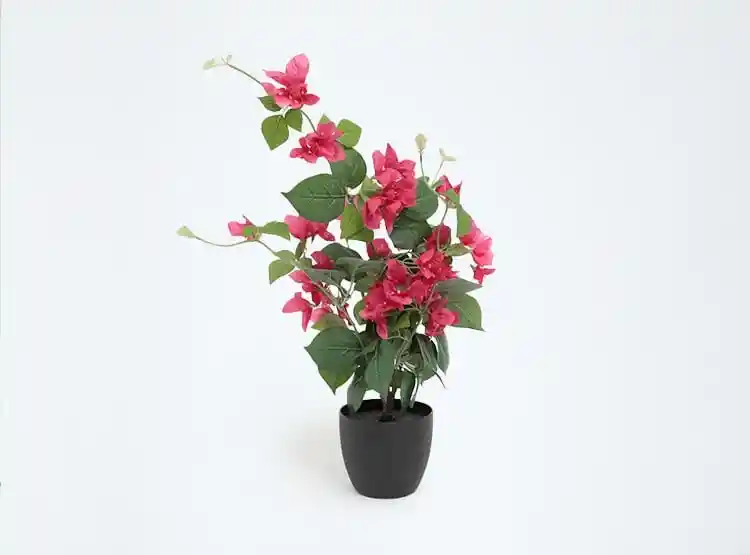 Planta Decorativa Ripley Home Buganvilia Verde