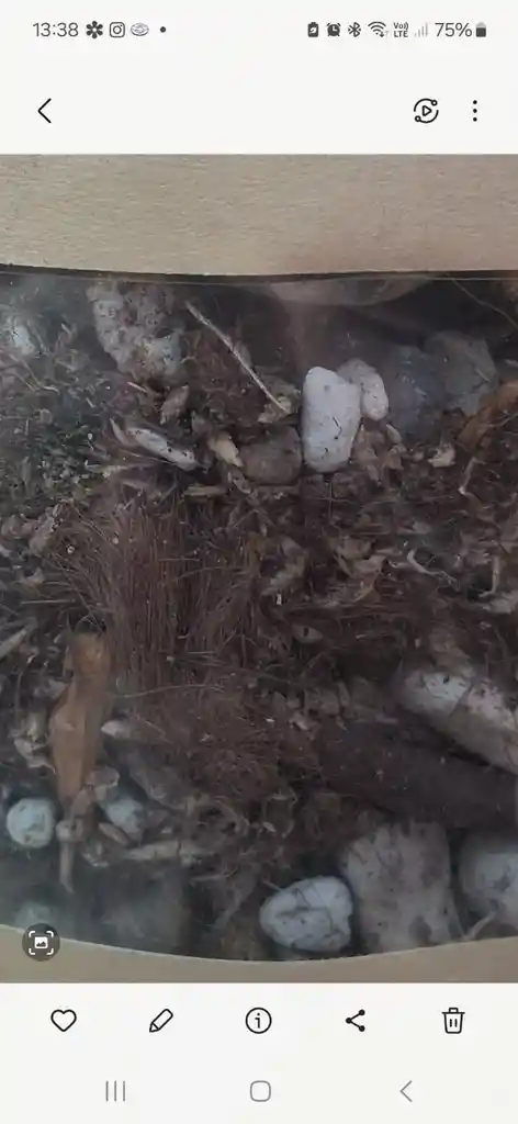 Sustrato Para Orquideas