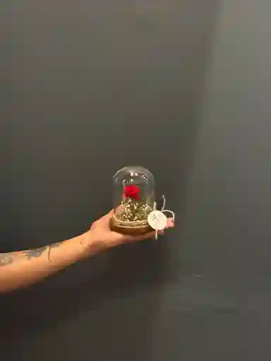 Cúpula De Mini Rosa Preservada