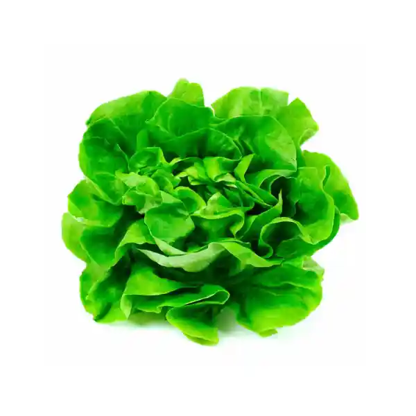 Lechuga Española