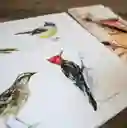 Libro Aves De Chile Por Mj Pedraza