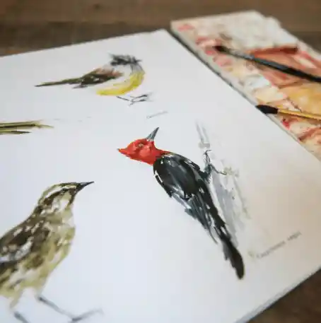 Libro Aves De Chile Por Mj Pedraza