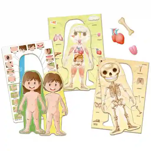 Juego Aprendo El Cuerpo Humano Educa