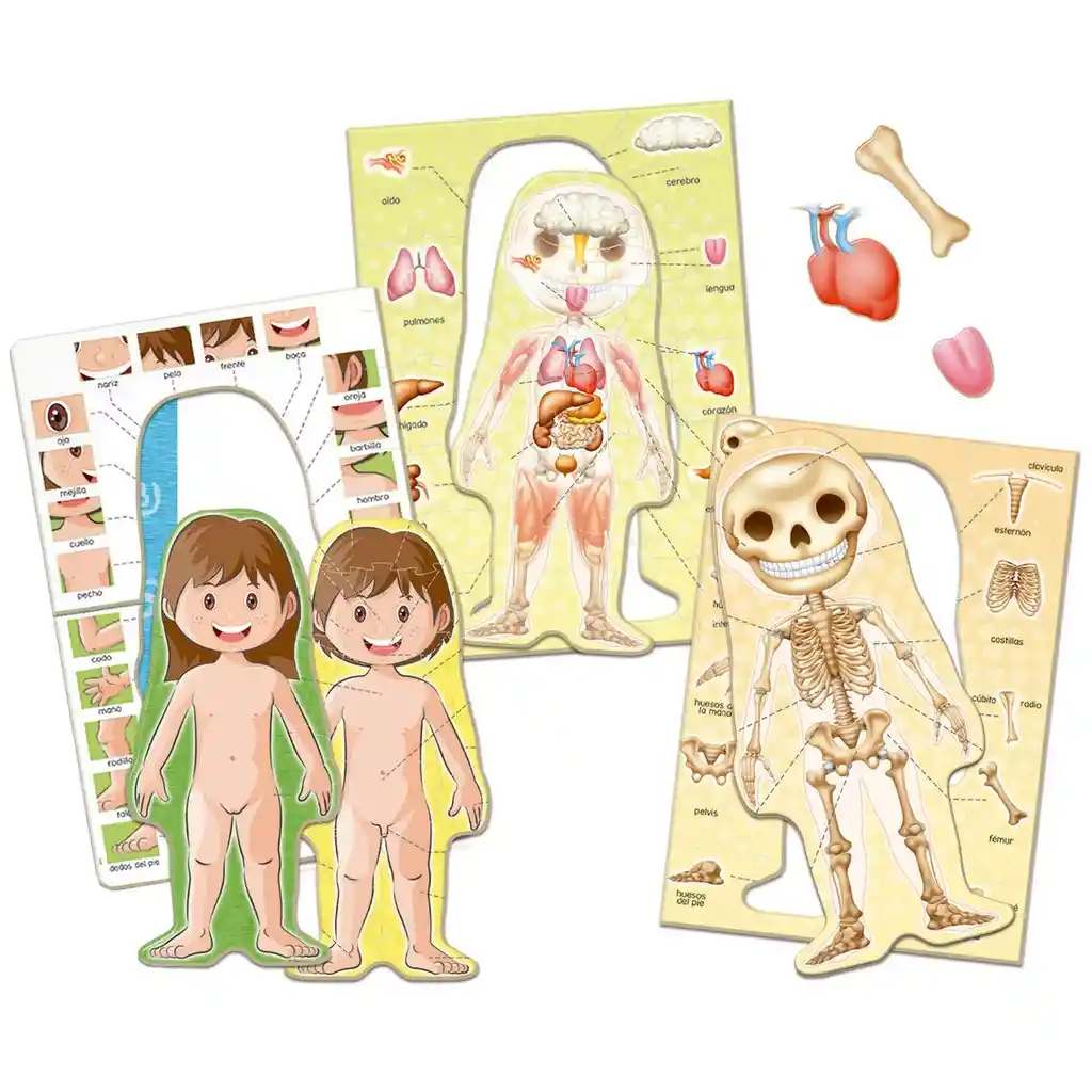 Juego Aprendo El Cuerpo Humano Educa