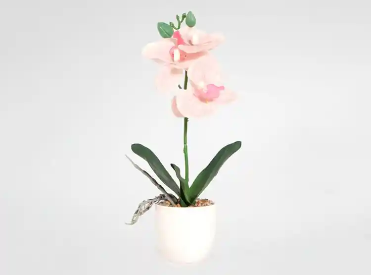 Orquidea Mini Blanca Rosada 30h